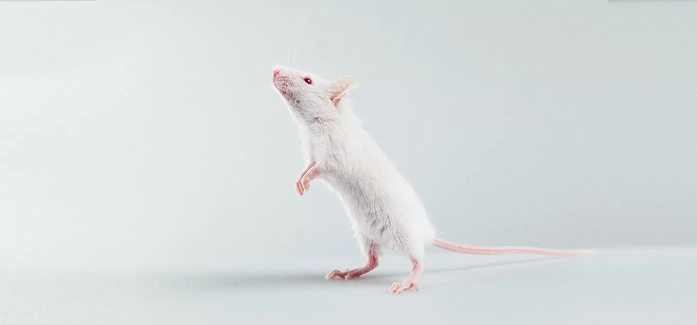 hero-of-mice-and-rett-novel-therapeutics-community-support