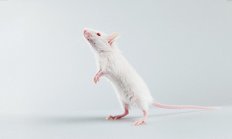 Therapeutics